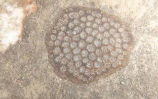 卷曲黑星珊瑚Oulastrea crispata (Lamarck, 1816)