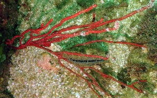 佳丽似丛柳珊瑚Paraplexaura pulchra (Nutting, 1910)