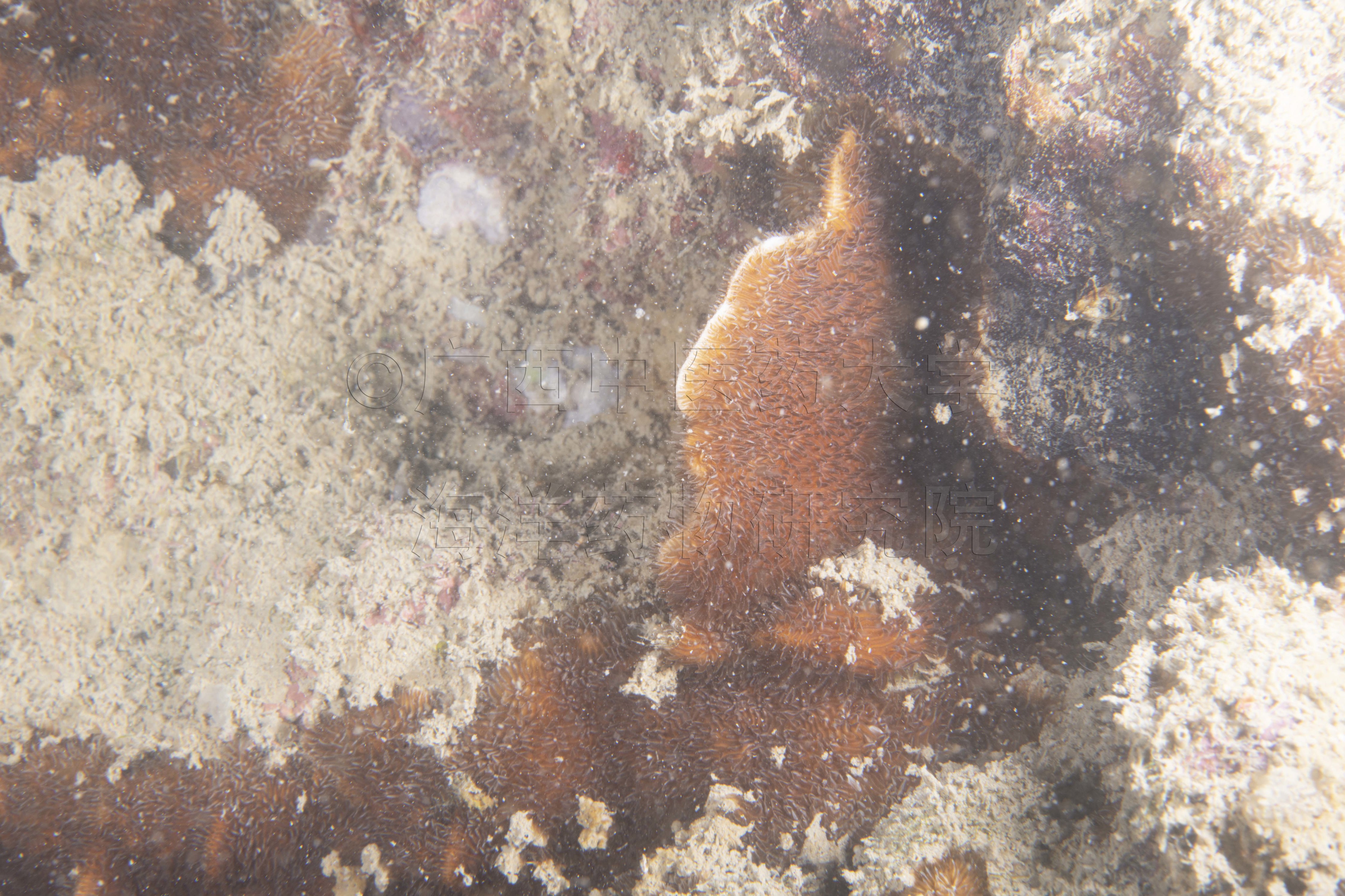 Pavona decussata (Dana, 1846)