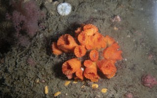 猩红筒星珊瑚Tubastraea coccinea Lesson, 1830