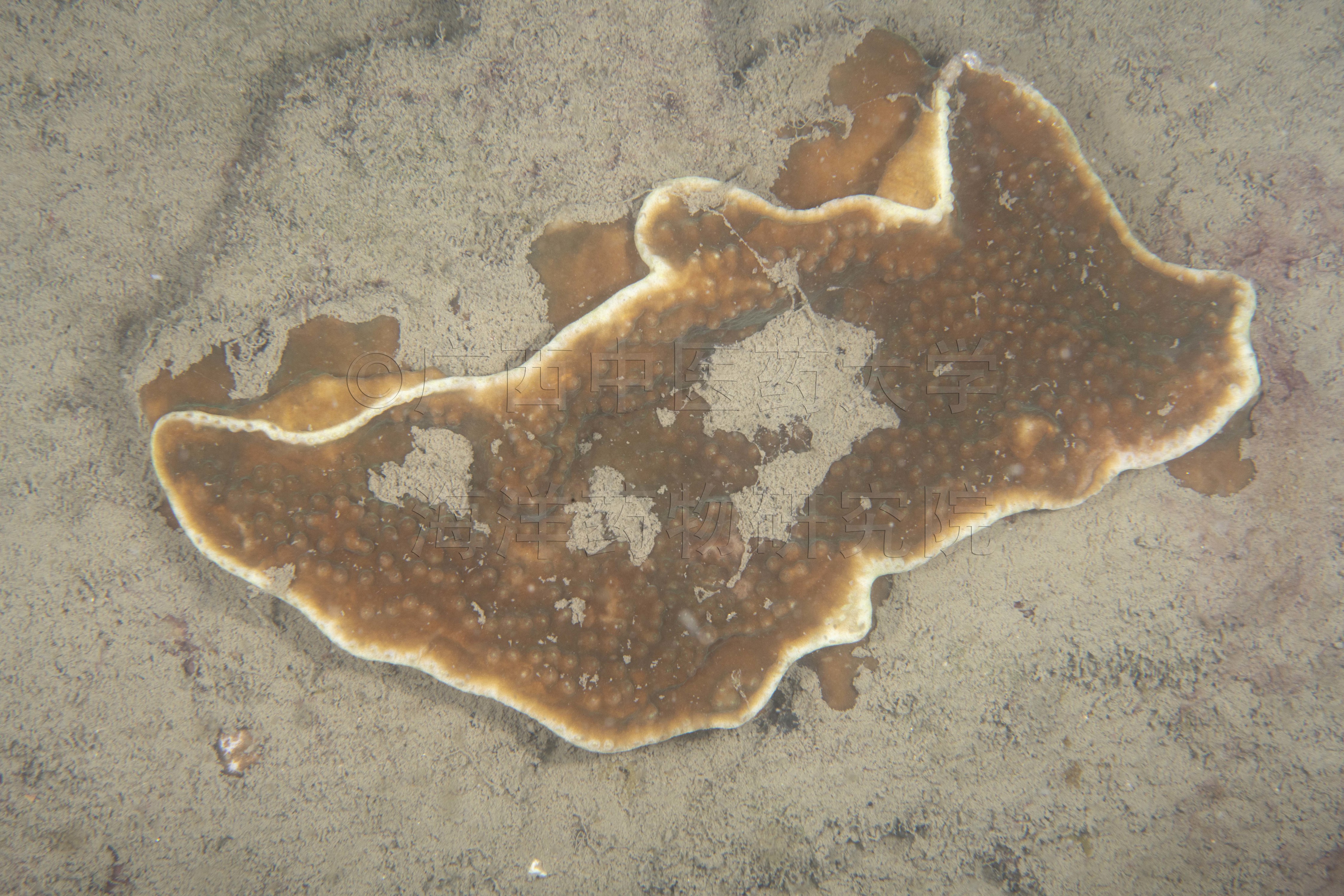 Turbinaria mesenterina (Lamarck, 1816)