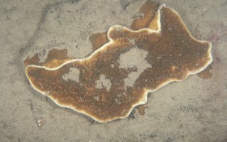 皱折陀螺珊瑚Turbinaria mesenterina (Lamarck, 1816)