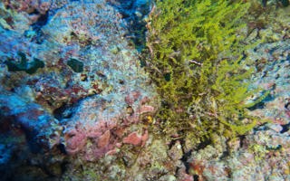 尖棘柳珊瑚Acanthogorgia muricata Verrill, 1883