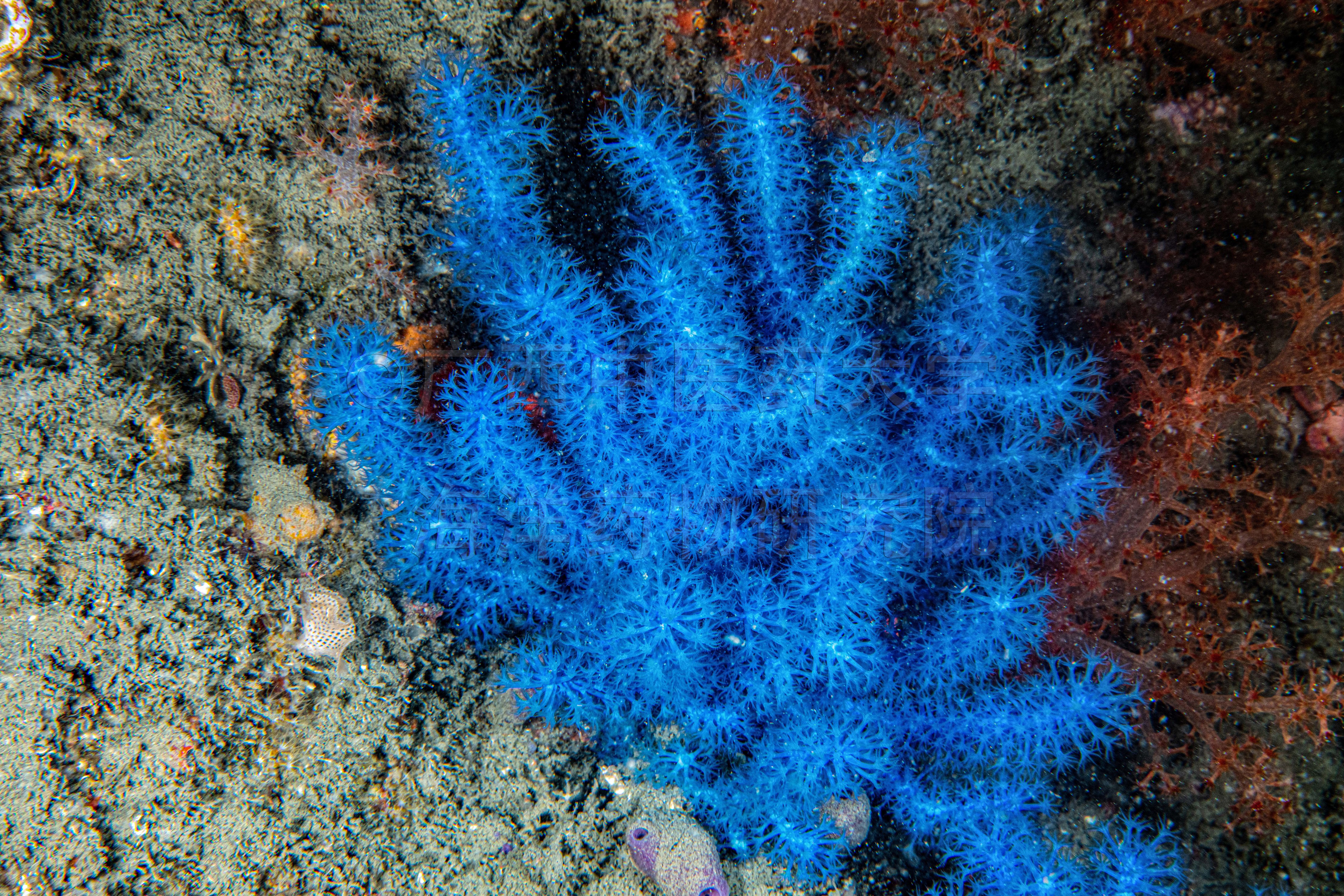 Curvagorgia caerulea You, Xia, Tang, Roeroe, Liu & Liu, 2026