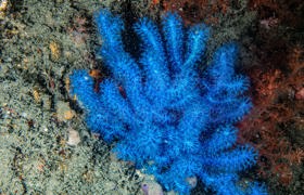 梦之蓝曲柳珊瑚Curvagorgia caerulea You, Xia, Tang, Roeroe, Liu & Liu, 2026