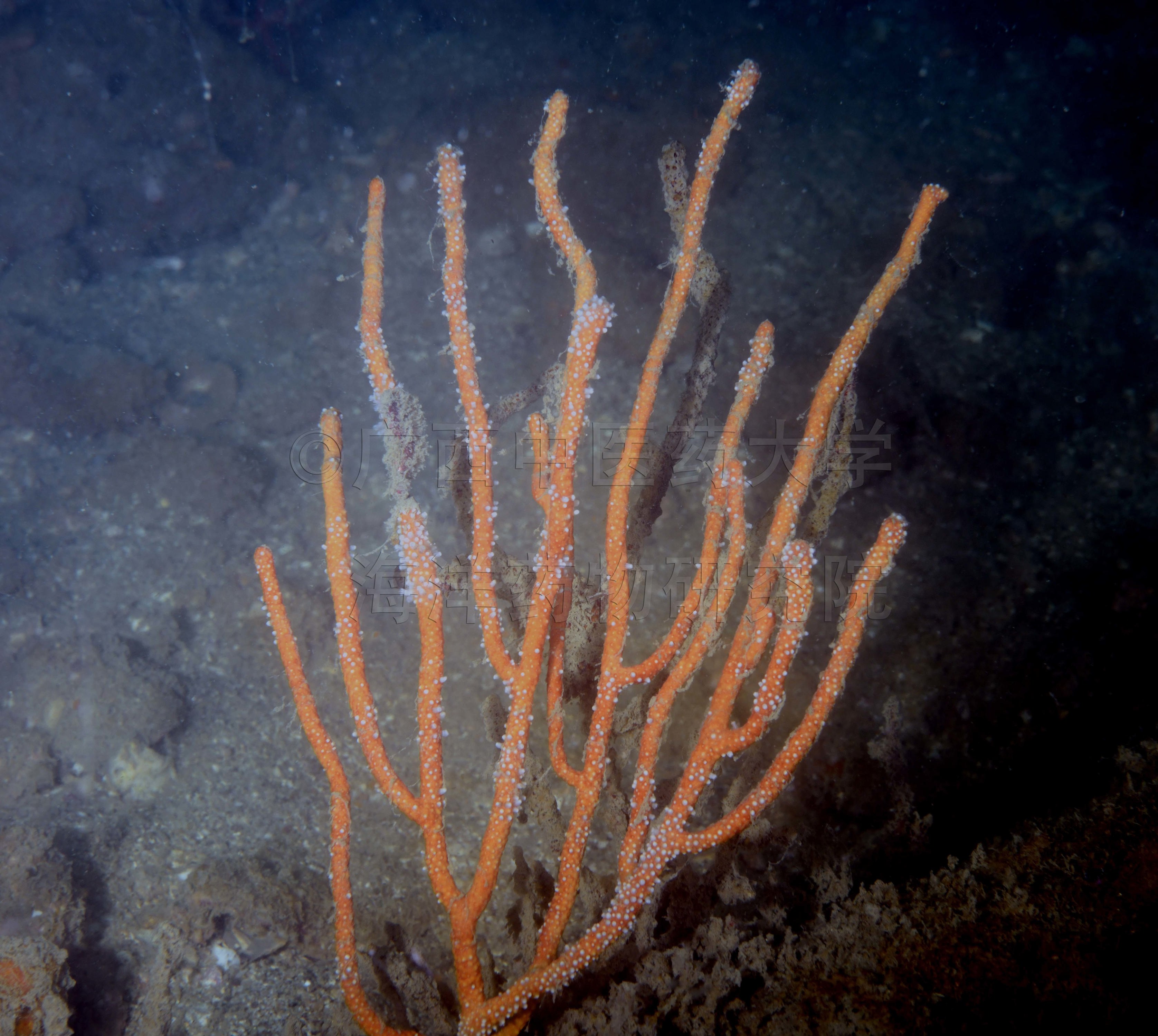 Menella flora (Nutting, 1910)