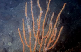 花小月柳珊瑚Menella flora (Nutting, 1910)