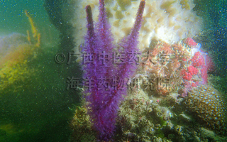 长小月柳珊瑚Menella praelonga (Ridley, 1884)