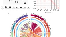 广西中医药大学中药资源研究团队发布南药牛大力染色体级高质量基因组将有助于牛大力高异黄酮资源的改良
