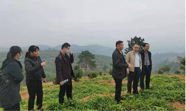 黄荣韶教授应邀到崇左市调研指导中药材产业.jpg
