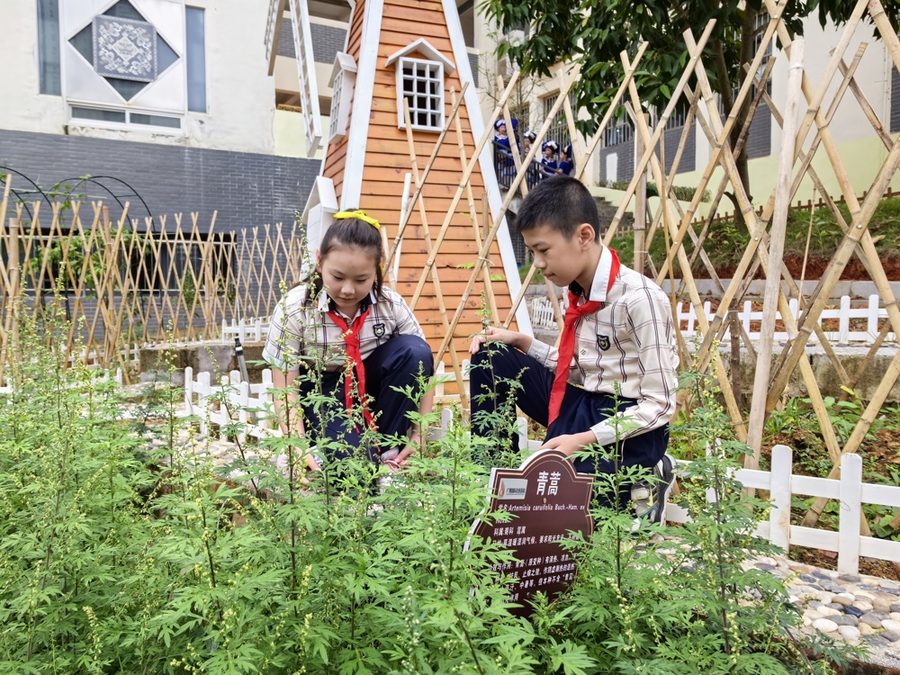学生在中药园做日常维护 学生在中药园做日常维护