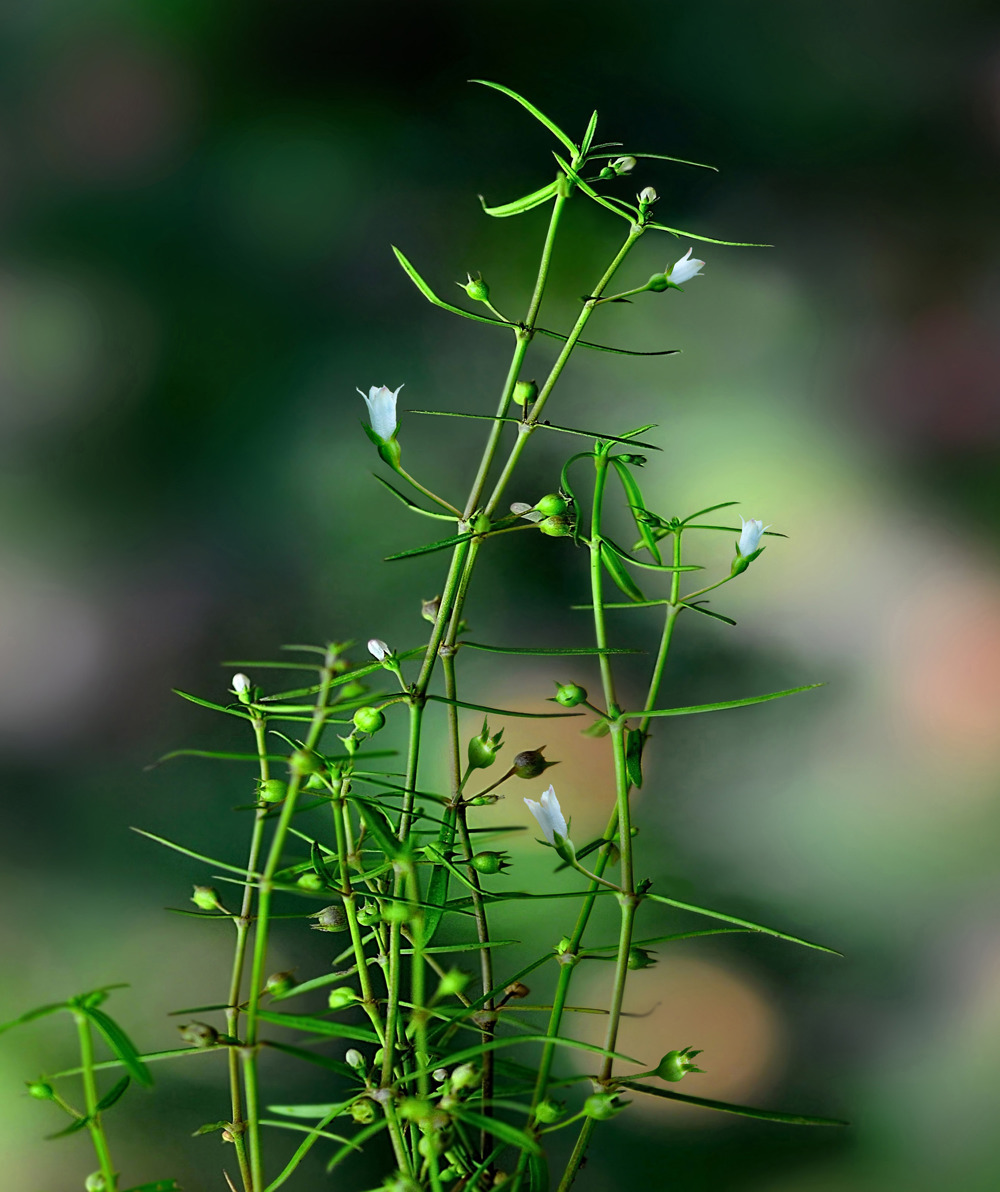 白花蛇舌草