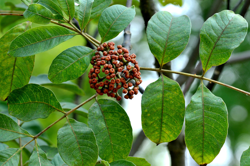 吴茱萸