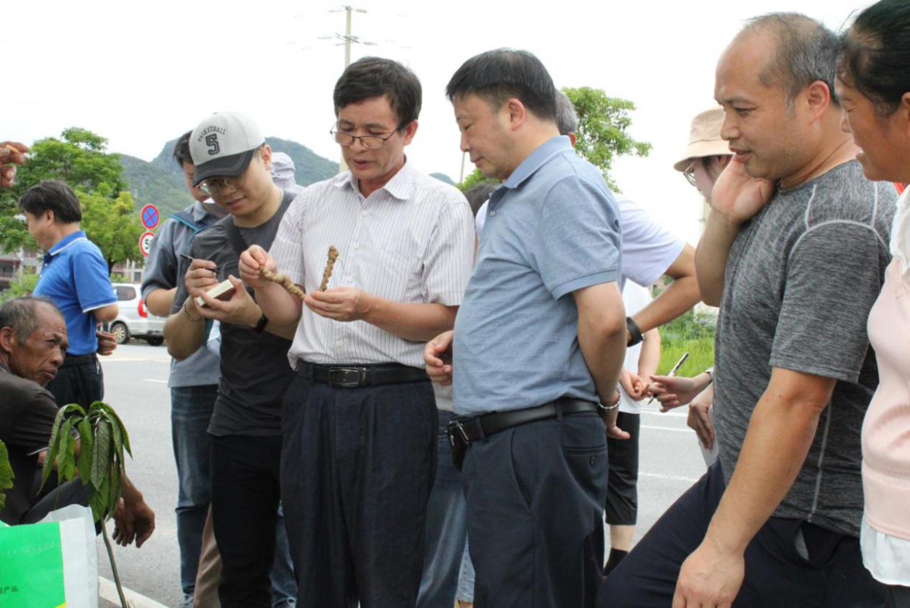 实地调研端午药市 实地调研端午药市