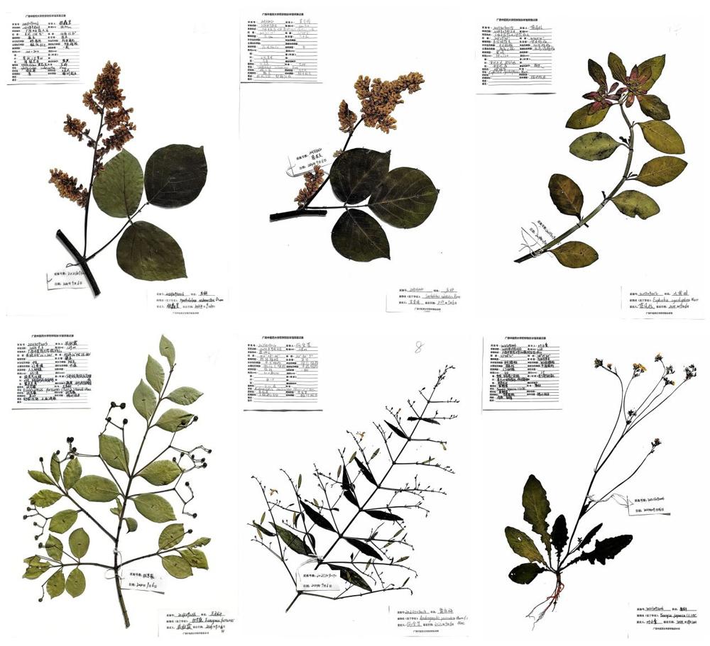 广西中医药大学第一届药用植物腊叶标本制作竞赛圆满落幕_教研室活动_药用植物学教研室_广西中医药大学药学院