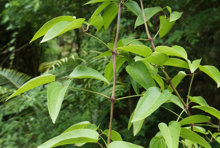 112山木通（三木通）