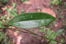 126土茯苓
