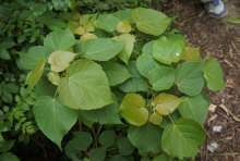 120石山巴豆