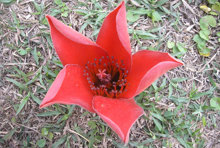 89木棉花