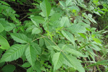 136五指风(黄荆)