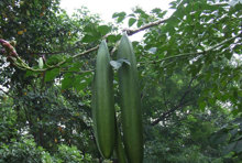 87木蝴蝶