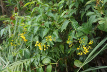 27断肠草