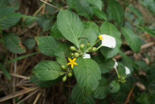 158玉叶金花