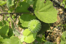 92磨盘草