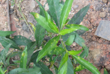187小驳骨