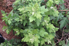 148野菊花