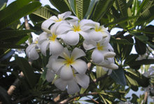 60鸡蛋花