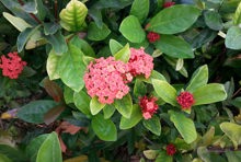 68龙船花