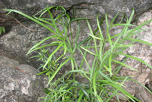 29凤尾草