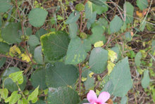 42红花地桃花